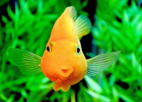 Goldfish in large aquarium is “kissing the glass” . The green vegetation forms a good “bokeh” with its plain colorful contrasting background