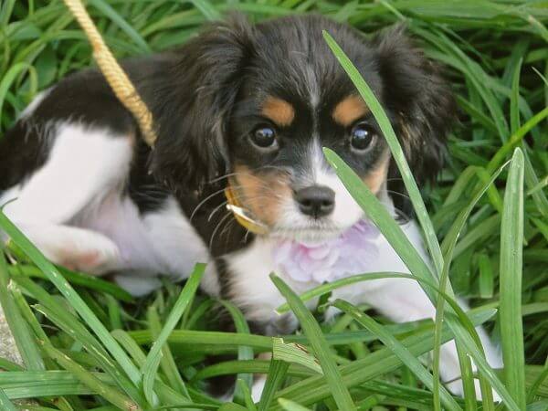 “Splendor in the grass”! King Charles spaniel puppy is 4 months old “Lovie”. The green fronds in front of her face adds to the foreground/background of this pet portrait. A year later