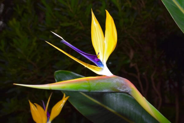 Bird of paradise flower close-up at Longwood Gardens. The detail in this 140 mm closeup was enhanced by flash