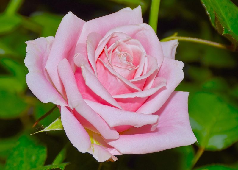 The Pink Peace rose closeup
